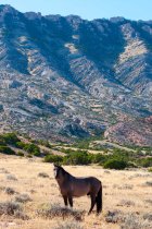 A Mustang - wild horse in the park.